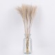 GLOBOSTAR® MISCANTHUS 36535 Αποξηραμένο Διακοσμητικό Μπουκέτο Μίσχανθος - Μπεζ - Μ20 x Π20 x Υ60cm - Πακέτο 10 Τεμαχίων GLOBOSTAR® MISCANTHUS 36535 Αποξηραμένο Διακοσμητικό Μπουκέτο Μίσχανθος - Μπεζ - Μ20 x Π20 x Υ60cm - Πακέτο 10 Τεμαχίων