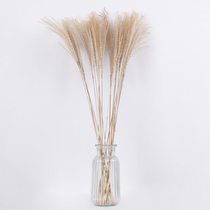 GLOBOSTAR® MISCANTHUS 36536 Αποξηραμένο Διακοσμητικό Μπουκέτο Μίσχανθος - Μπεζ - Μ20 x Π20 x Υ80cm - Πακέτο 20 Τεμαχίων GLOBOSTAR® MISCANTHUS 36536 Αποξηραμένο Διακοσμητικό Μπουκέτο Μίσχανθος - Μπεζ - Μ20 x Π20 x Υ80cm - Πακέτο 20 Τεμαχίων