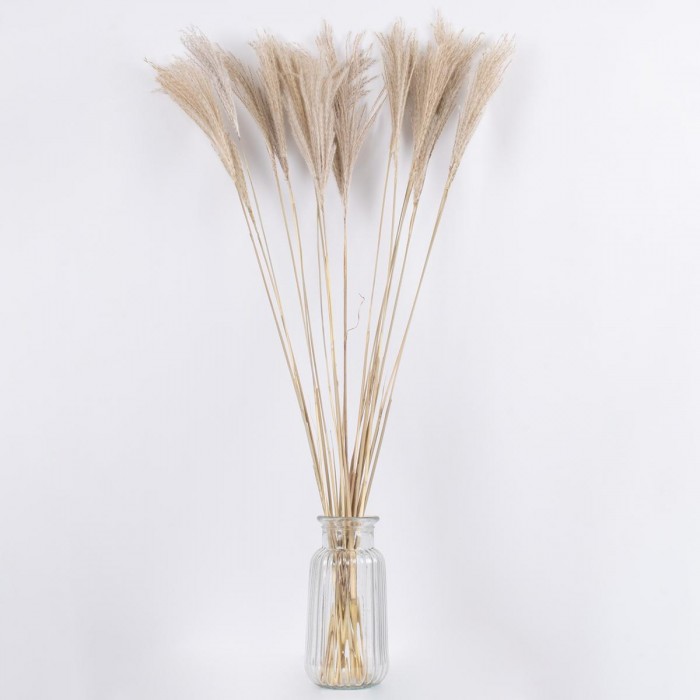 GLOBOSTAR® MISCANTHUS 36537 Αποξηραμένο Διακοσμητικό Μπουκέτο Μίσχανθος - Μπεζ - Μ20 x Π20 x Υ100cm - Πακέτο 20 Τεμαχίων