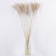 GLOBOSTAR® MISCANTHUS 36537 Αποξηραμένο Διακοσμητικό Μπουκέτο Μίσχανθος - Μπεζ - Μ20 x Π20 x Υ100cm - Πακέτο 20 Τεμαχίων
