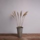 GloboStar® MISCANTHUS 36538 Αποξηραμένο Φυτό Μίσχανθος - Μπουκέτο Διακοσμητικών Κλαδιών Μπεζ Υ120cm GloboStar® MISCANTHUS 36538 Αποξηραμένο Φυτό Μίσχανθος - Μπουκέτο Διακοσμητικών Κλαδιών Μπεζ Υ120cm