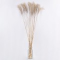 GloboStar® MISCANTHUS 36538 Αποξηραμένο Φυτό Μίσχανθος - Μπουκέτο Διακοσμητικών Κλαδιών Μπεζ Υ120cm