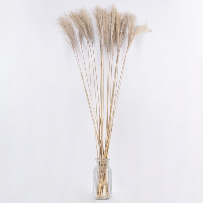 GloboStar® MISCANTHUS 36538 Αποξηραμένο Φυτό Μίσχανθος - Μπουκέτο Διακοσμητικών Κλαδιών Μπεζ Υ120cm GloboStar® MISCANTHUS 36538 Αποξηραμένο Φυτό Μίσχανθος - Μπουκέτο Διακοσμητικών Κλαδιών Μπεζ Υ120cm