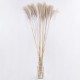 GloboStar® MISCANTHUS 36538 Αποξηραμένο Φυτό Μίσχανθος - Μπουκέτο Διακοσμητικών Κλαδιών Μπεζ Υ120cm GloboStar® MISCANTHUS 36538 Αποξηραμένο Φυτό Μίσχανθος - Μπουκέτο Διακοσμητικών Κλαδιών Μπεζ Υ120cm