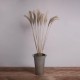 GloboStar® MISCANTHUS 36539 Αποξηραμένο Φυτό Μίσχανθος - Μπουκέτο Διακοσμητικών Κλαδιών Μπεζ Υ140cm GloboStar® MISCANTHUS 36539 Αποξηραμένο Φυτό Μίσχανθος - Μπουκέτο Διακοσμητικών Κλαδιών Μπεζ Υ140cm