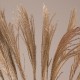 GloboStar® MISCANTHUS 36539 Αποξηραμένο Φυτό Μίσχανθος - Μπουκέτο Διακοσμητικών Κλαδιών Μπεζ Υ140cm GloboStar® MISCANTHUS 36539 Αποξηραμένο Φυτό Μίσχανθος - Μπουκέτο Διακοσμητικών Κλαδιών Μπεζ Υ140cm
