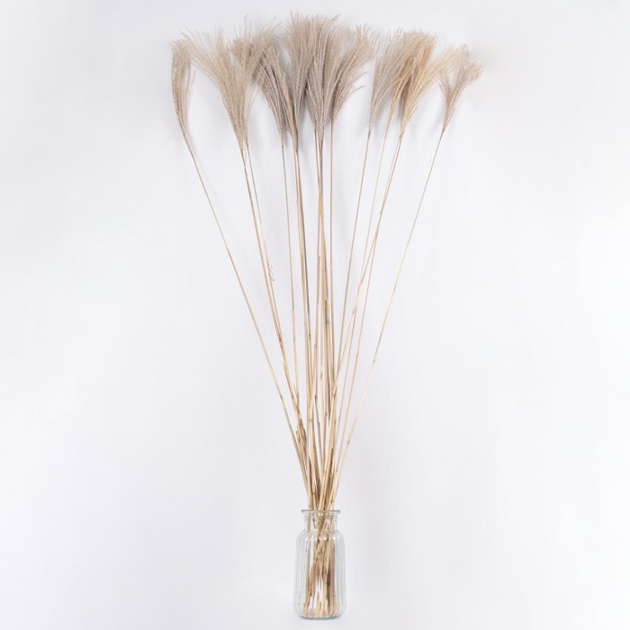 GloboStar® MISCANTHUS 36539 Αποξηραμένο Φυτό Μίσχανθος - Μπουκέτο Διακοσμητικών Κλαδιών Μπεζ Υ140cm GloboStar® MISCANTHUS 36539 Αποξηραμένο Φυτό Μίσχανθος - Μπουκέτο Διακοσμητικών Κλαδιών Μπεζ Υ140cm