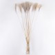 GloboStar® MISCANTHUS 36539 Αποξηραμένο Φυτό Μίσχανθος - Μπουκέτο Διακοσμητικών Κλαδιών Μπεζ Υ140cm GloboStar® MISCANTHUS 36539 Αποξηραμένο Φυτό Μίσχανθος - Μπουκέτο Διακοσμητικών Κλαδιών Μπεζ Υ140cm