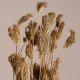 GloboStar® WILDCARROT 36546 Αποξηραμένο Φυτό Άγριο Καρότο - Μπουκέτο Διακοσμητικών Κλαδιών Μπεζ Υ60cm GloboStar® WILDCARROT 36546 Αποξηραμένο Φυτό Άγριο Καρότο - Μπουκέτο Διακοσμητικών Κλαδιών Μπεζ Υ60cm