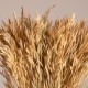 GloboStar® WHEAT 36550 Αποξηραμένο Φυτό Σίτος - Μπουκέτο Διακοσμητικών Κλαδιών Μπεζ Υ60cm GloboStar® WHEAT 36550 Αποξηραμένο Φυτό Σίτος - Μπουκέτο Διακοσμητικών Κλαδιών Μπεζ Υ60cm