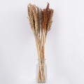 GloboStar® BROOMCORN 36554 Αποξηραμένο Φυτό Γλυκό Σόργο - Μπουκέτο Διακοσμητικών Κλαδιών Καφέ Υ80cm GloboStar® BROOMCORN 36554 Αποξηραμένο Φυτό Γλυκό Σόργο - Μπουκέτο Διακοσμητικών Κλαδιών Καφέ Υ80cm