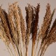 GloboStar® BROOMCORN 36555 Αποξηραμένο Φυτό Γλυκό Σόργο - Μπουκέτο Διακοσμητικών Κλαδιών Καφέ Υ100cm