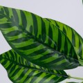 GloboStar® ZEBRA PLANT 78221 Τεχνητό Φυτό Ζέβρα - Μπουκέτο Διακοσμητικών Φυτών - Κλαδιών με Φύλλωμα Πράσινο Υ16cm GloboStar® ZEBRA PLANT 78221 Τεχνητό Φυτό Ζέβρα - Μπουκέτο Διακοσμητικών Φυτών - Κλαδιών με Φύλλωμα Πράσινο Υ16cm
