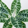GloboStar® ALOCASIA 78225 Τεχνητό Φυτό Αλοκάσια - Μπουκέτο Διακοσμητικών Φυτών - Κλαδιών με Φύλλωμα Πράσινο Υ43cm GloboStar® ALOCASIA 78225 Τεχνητό Φυτό Αλοκάσια - Μπουκέτο Διακοσμητικών Φυτών - Κλαδιών με Φύλλωμα Πράσινο Υ43cm