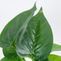 GloboStar® POTHOS 78266 Τεχνητό Φυτό Πόθος - Μπουκέτο Διακοσμητικών Φυτών - Κλαδιών με Φύλλωμα Πράσινο Υ28cm GloboStar® POTHOS 78266 Τεχνητό Φυτό Πόθος - Μπουκέτο Διακοσμητικών Φυτών - Κλαδιών με Φύλλωμα Πράσινο Υ28cm