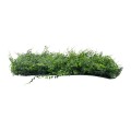 GLOBOSTAR® LEYLAND 78413 Artificial Wall Plant Panel / Vertical Garden Leyland & Dwarf Ivy - Green - L60 x W9 x H40cm