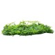 GLOBOSTAR® PEPPEROMIA 78434 Artificial Wall Plant Panel / Vertical Garden Peperomia & Zebrina - Green - L60 x W9 x H40cm GLOBOSTAR® PEPPEROMIA 78434 Artificial Wall Plant Panel / Vertical Garden Peperomia & Zebrina - Green - L60 x W9 x H40cm